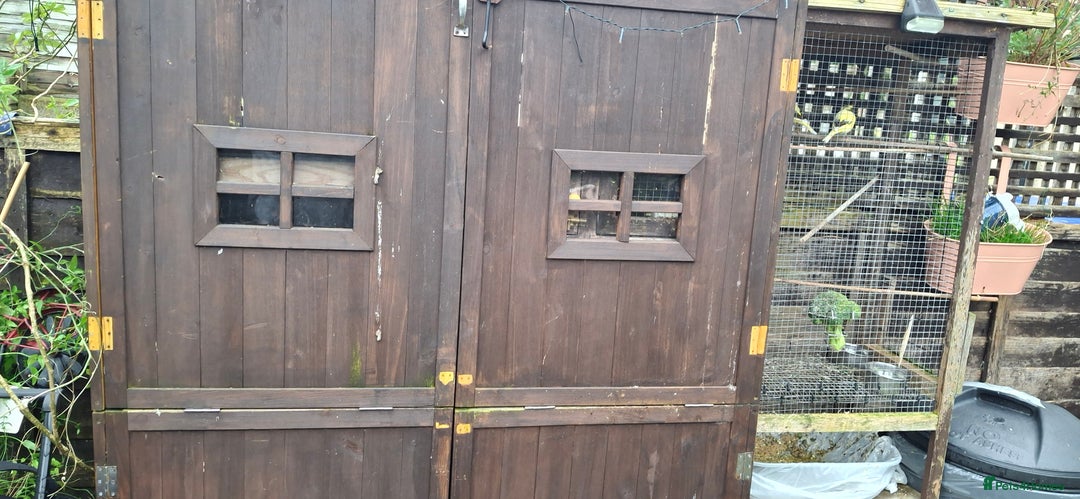 Canaries birds for sale: 6 Canaries  - Advert 11