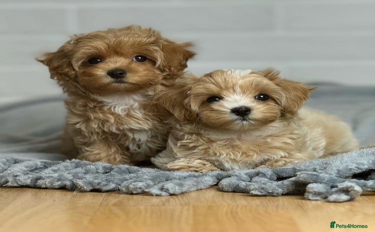 Maltipoo dogs - Advert 1