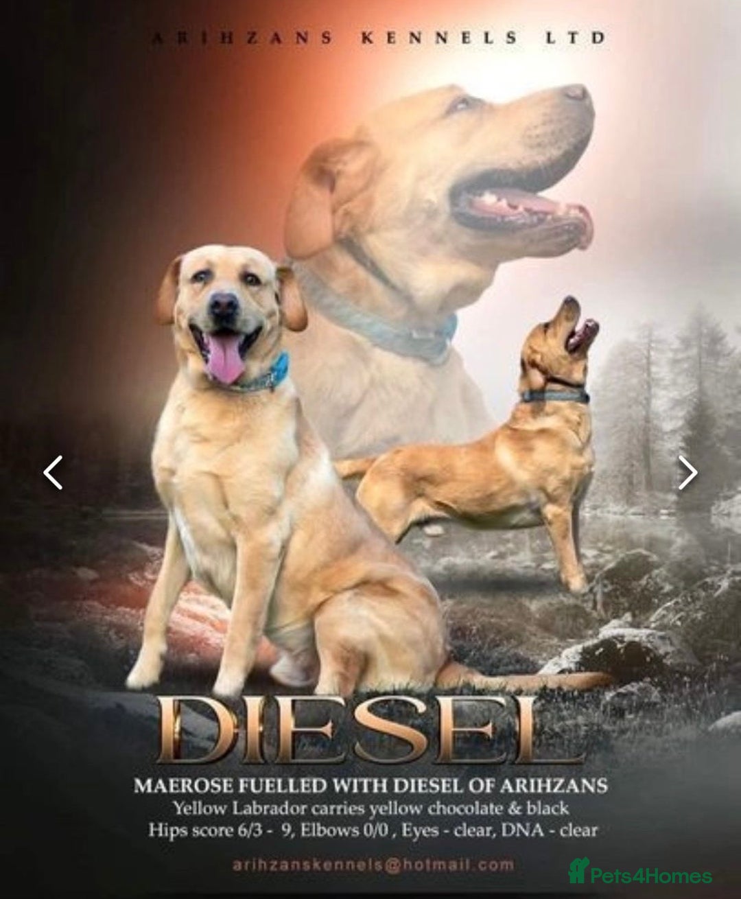 Labrador Retriever dogs for stud: KC REGISTERED LABRADOR STUD  in Worcester - Advert 4