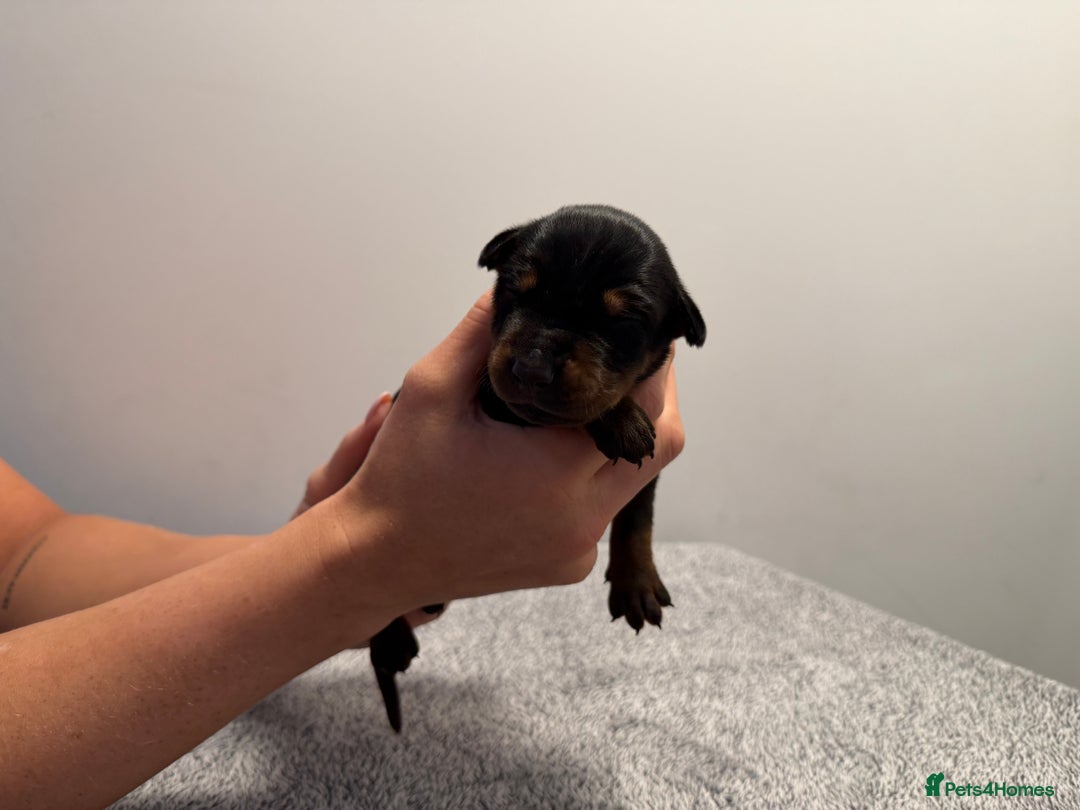 Dobermann dogs for sale: ⭐️🩸12x Championship Bloodline Doberman Puppies - Image 6