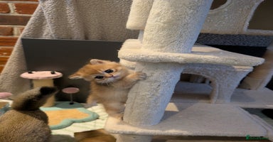 Scottish Fold cats - Advert 4