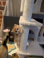 Scottish Fold cats - Advert 4