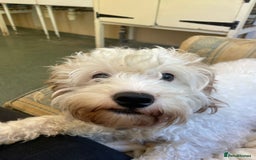 Cavapoo dogs for adoption: Mike  in Leicester - Image 8