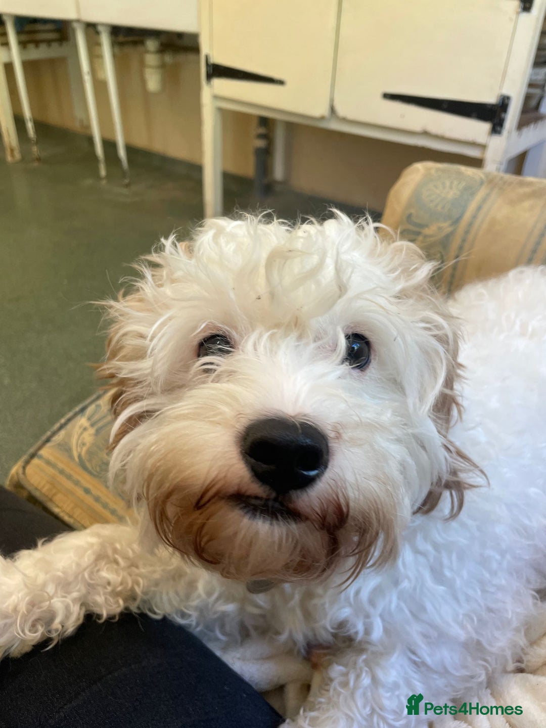 Cavapoo dogs for adoption: Mike  in Leicester - Image 8