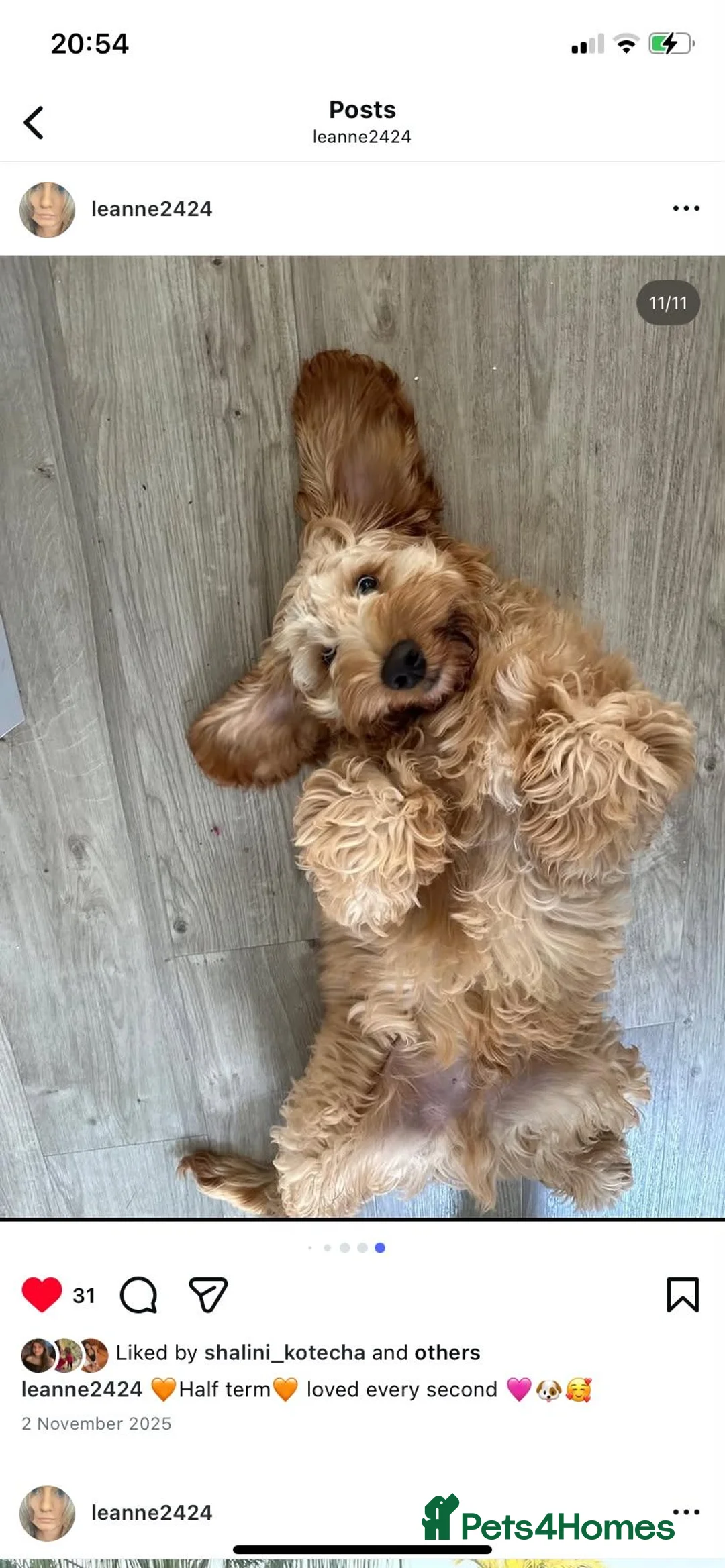 Cockapoo dogs for sale: Lovely 1 year old male Cockapoo in Northolt - Advert 1