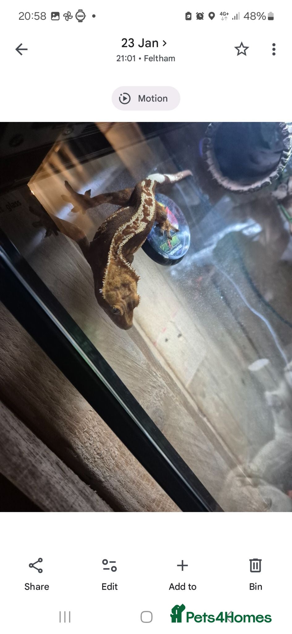 Gecko reptiles Crested gecko.  - Advert 17
