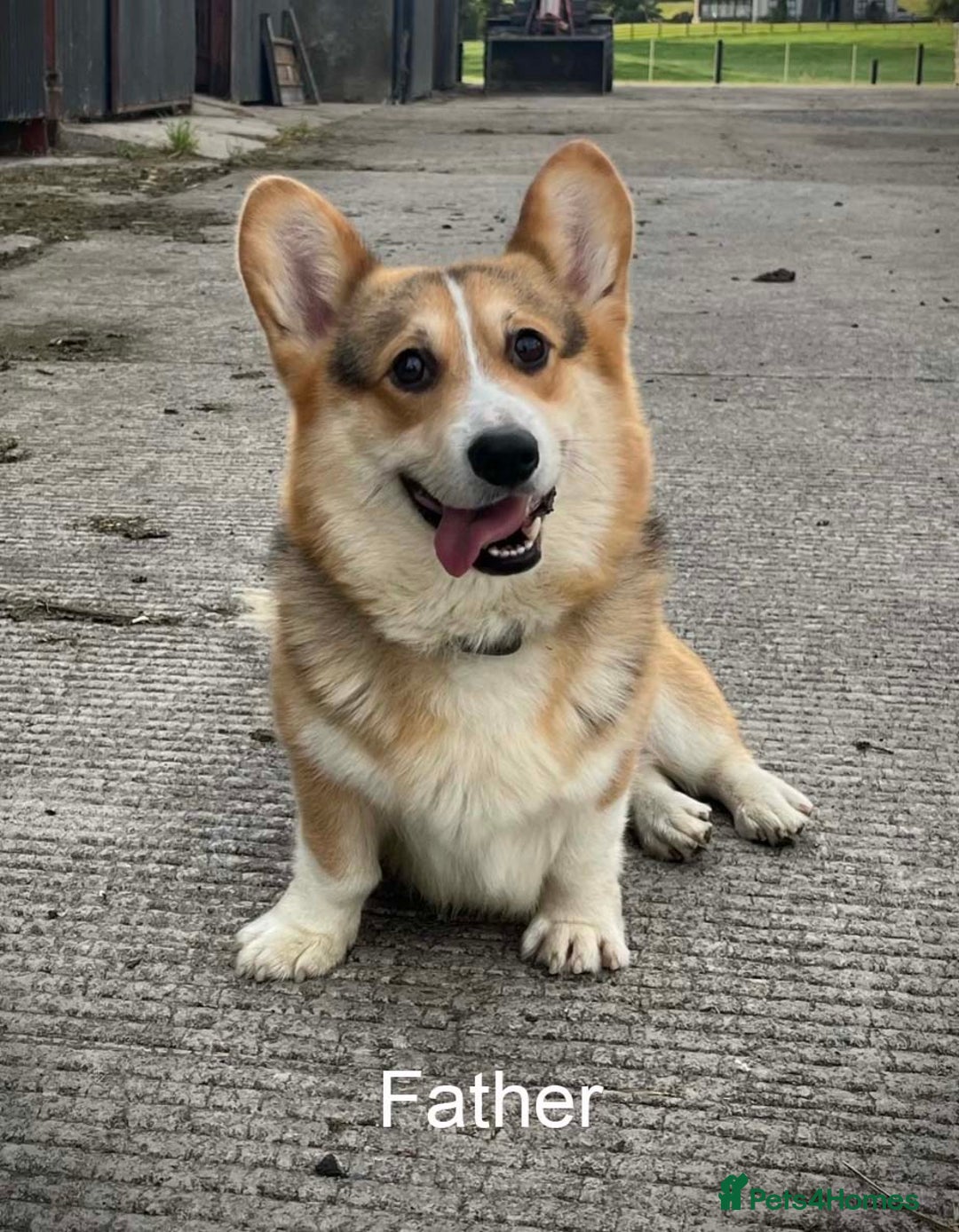 Welsh Corgi Pembroke dogs for sale: Male Welsh Corgi Pembroke - Advert 3