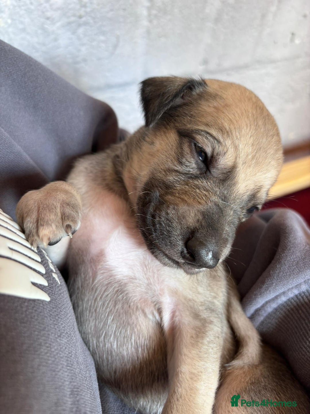 Lurcher dogs for sale: Whippet/greyhound/bull X greyhound/whippet/collieX - Image 6
