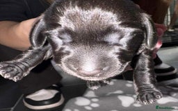 Dachshund dogs for sale: 4 beautiful female dachshund  - Image 4