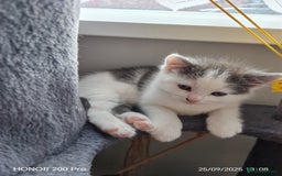 Khao Manee cats for sale: Beautiful 3 kittens  - Image 2