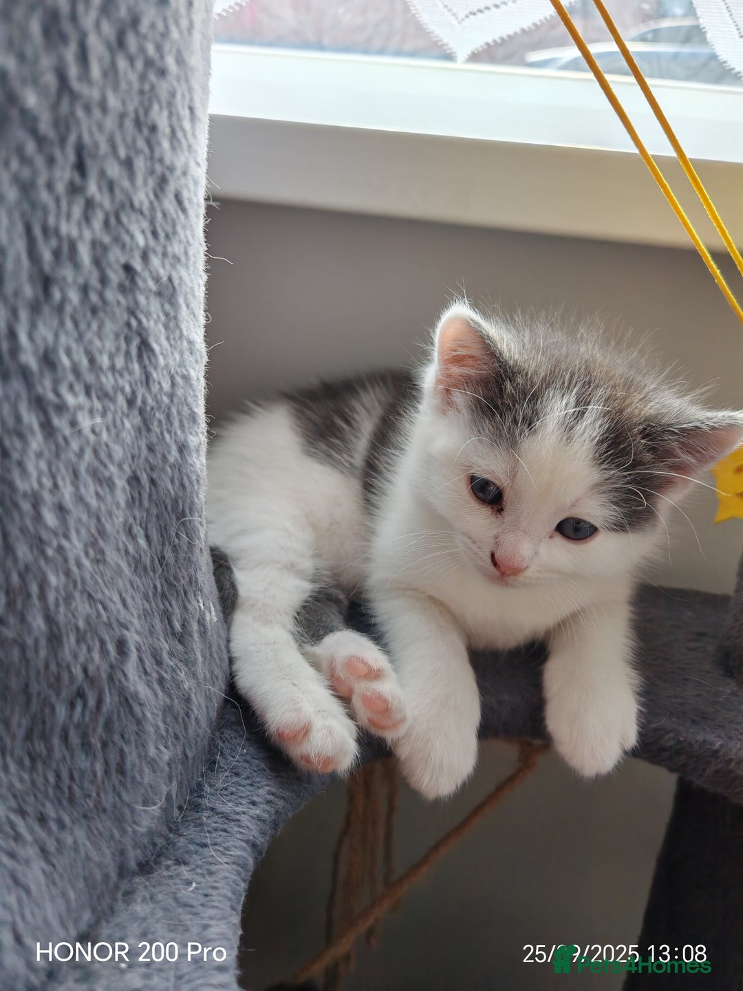 Khao Manee cats for sale: Beautiful 3 kittens  - Image 2