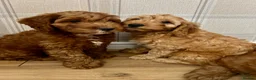 Cockapoo dogs for sale: Outstanding cockapoo puppies  in Bishop Auckland - Advert 9