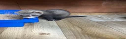 Ferret rodents for sale: Baby Ferret - Advert 16