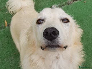 Mixed Breed dogs Travis is looking for his perfect family x in Ayr - Advert 11