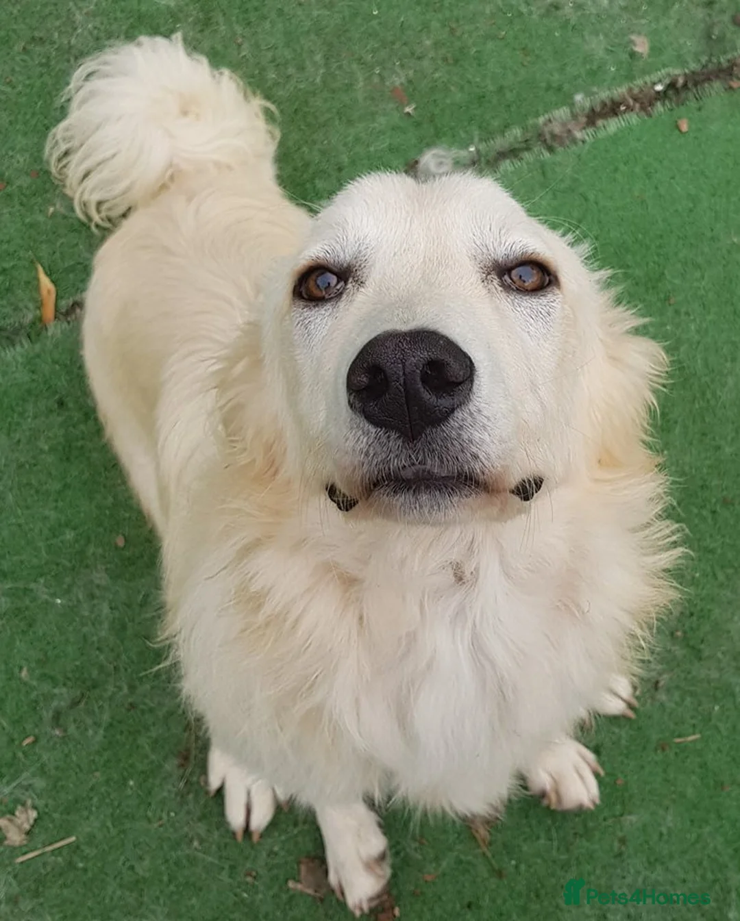 Mixed Breed dogs for adoption: Travis is looking for his perfect family x in Ayr - Advert 1