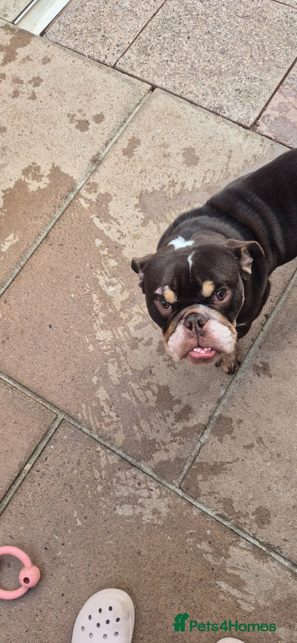 English Bulldog dogs Female english bulldog pup kc registered  - Advert 2