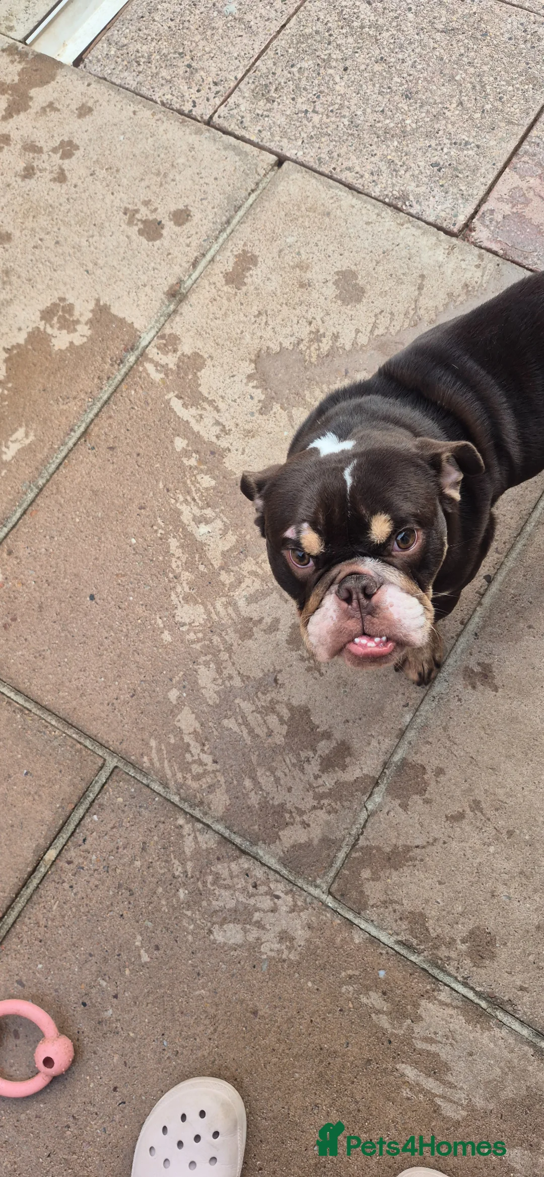 English Bulldog dogs for sale: Female english bulldog pup kc registered  - Advert 1