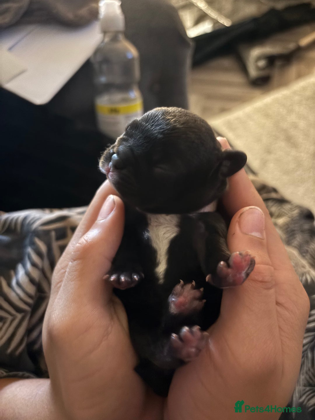 French Bulldog dogs for sale: Black/grey/White Frenchie  - Image 2