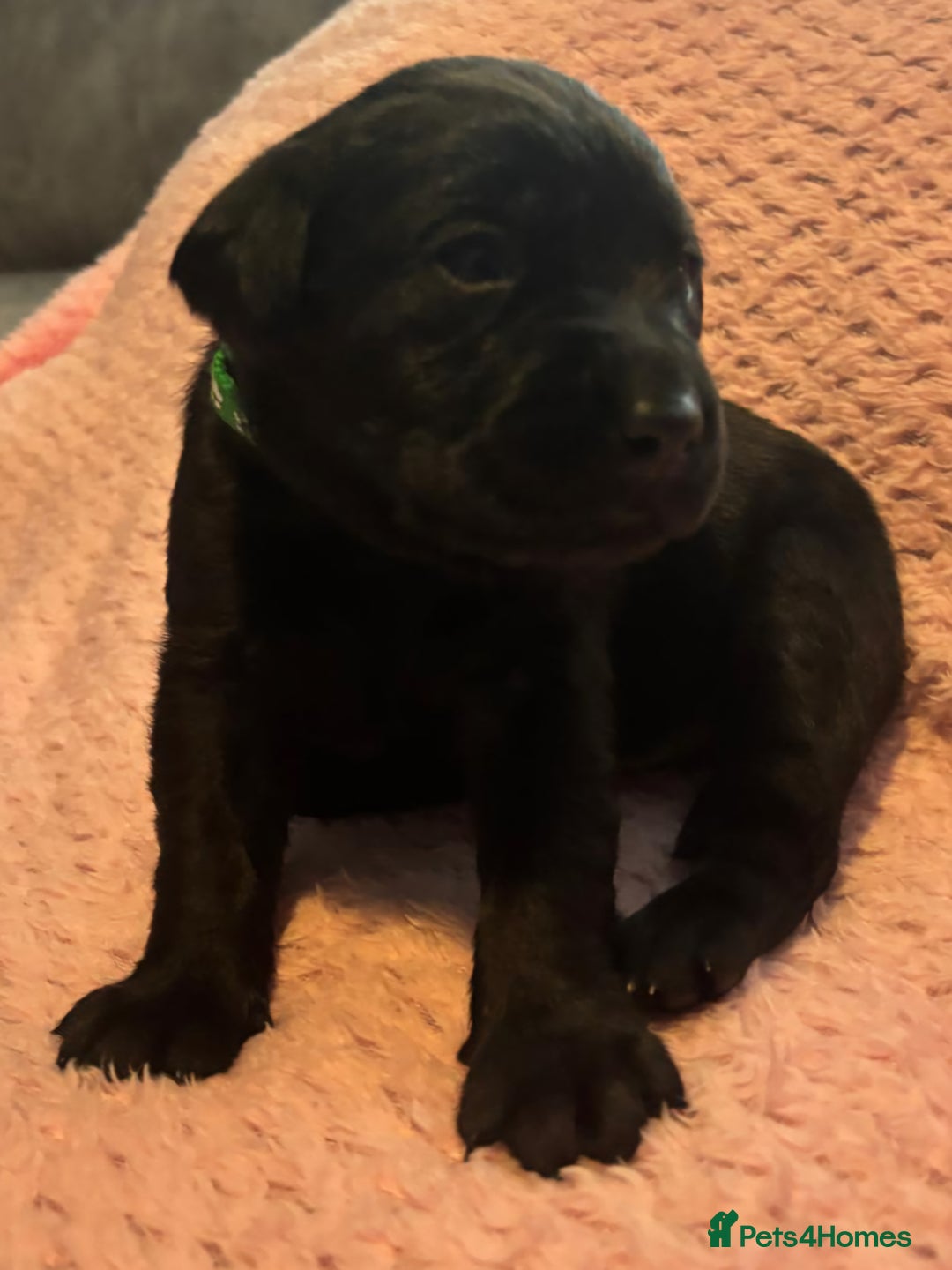 Labrador Retriever dogs for sale: ***LAST 2 BLACK & FOX RED BOYS*** - Image 3