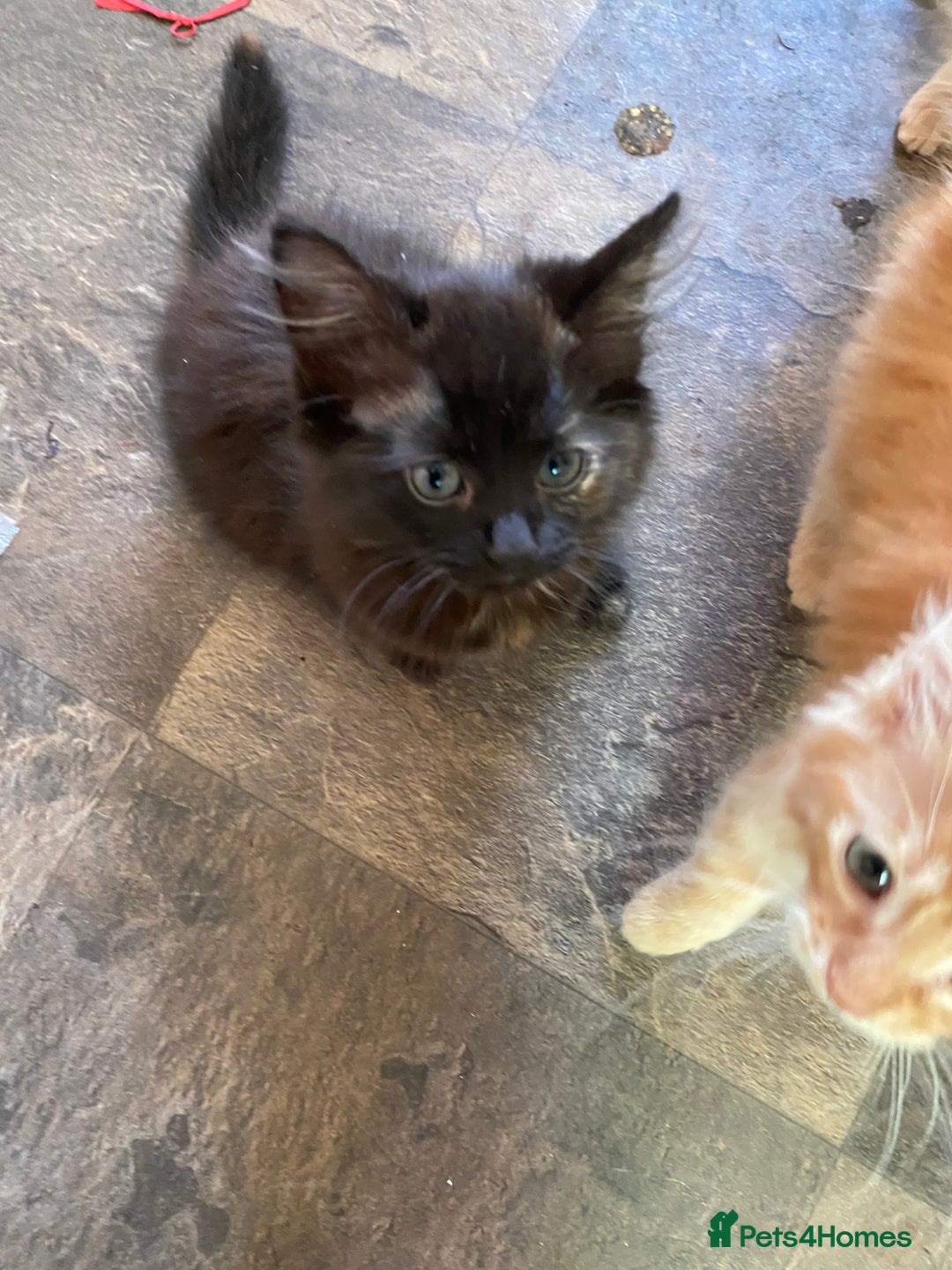 Mixed Breed cats for sale: Four beautiful kittens - Advert 2