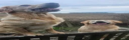 Golden Retriever dogs for sale: Selective litter from health tested parents - Advert 18