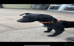 Patterdale Terrier dogs for sale: Patterdale puppies  - Image 4