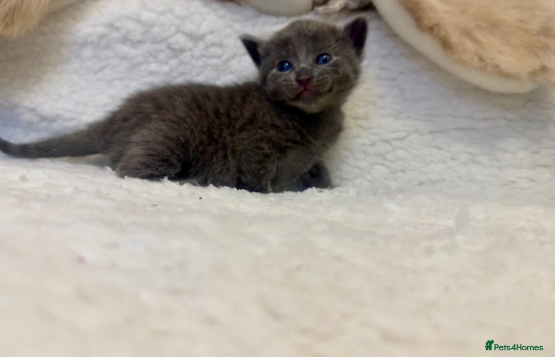 Mixed Breed cats for sale: Kittens  - Advert 13