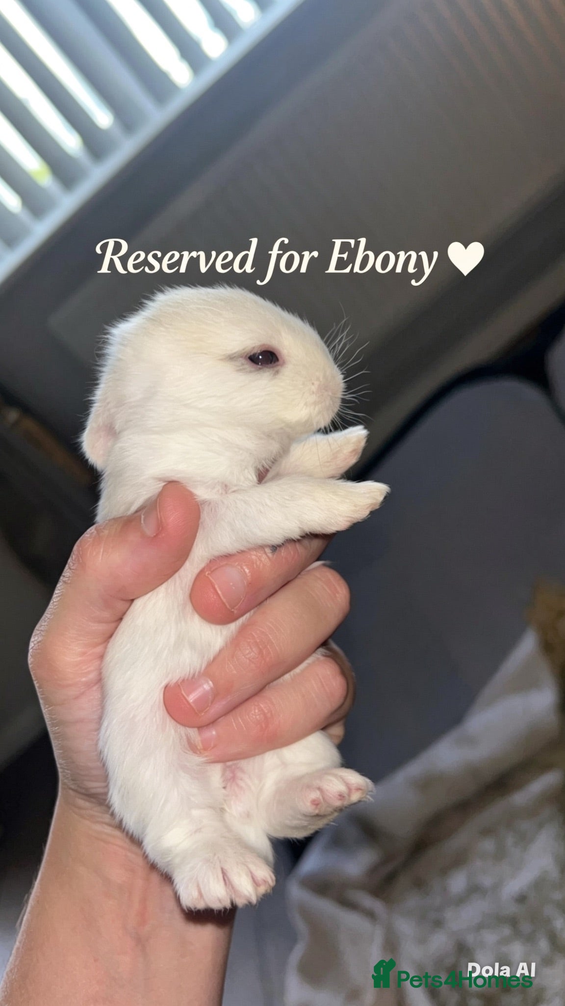 Mini Lop rabbits Beautiful French-mini lops - Advert 2