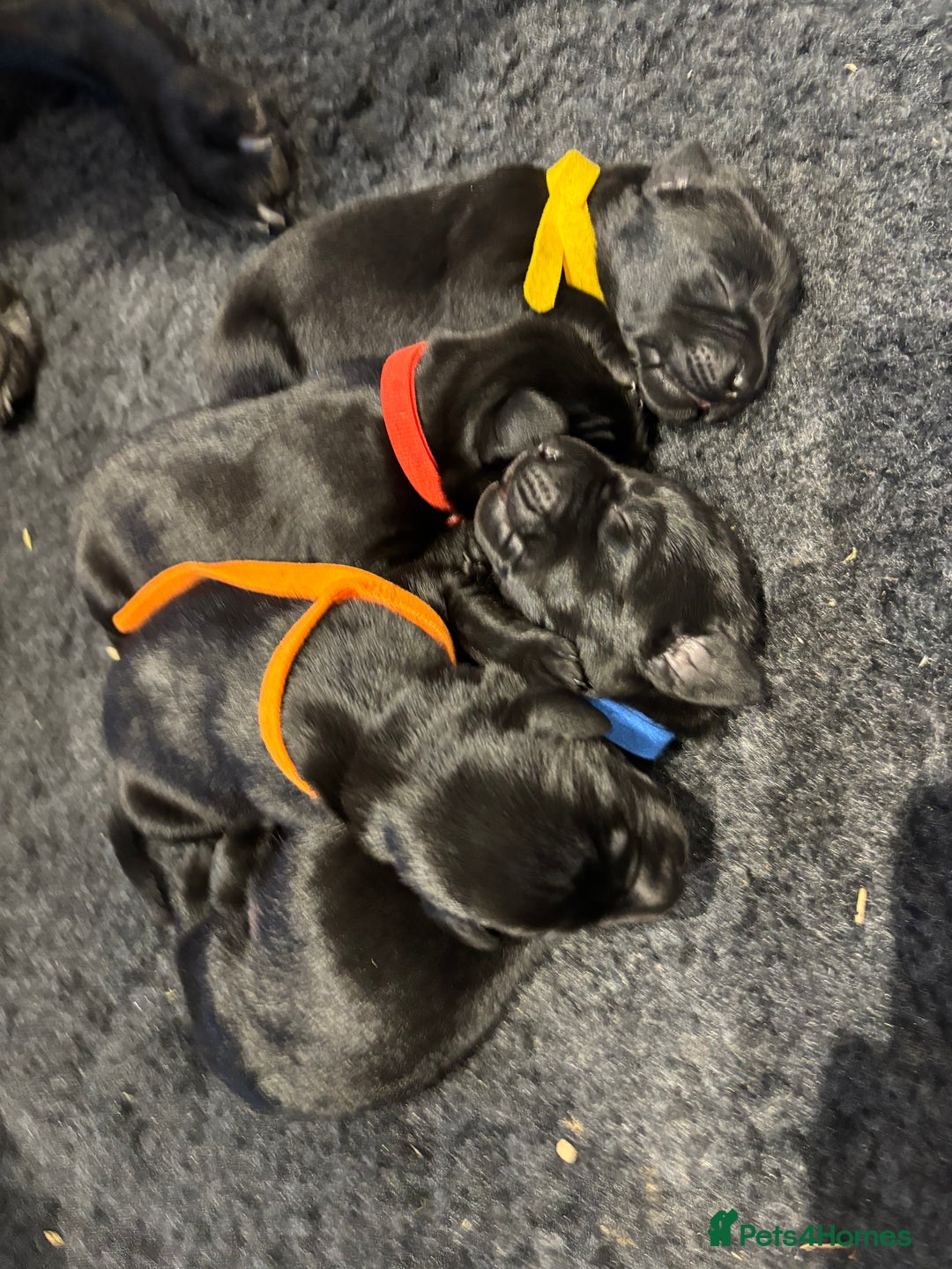 Mixed Breed dogs for sale: Black lab X GSP puppy 1 male remaining  - Advert 11