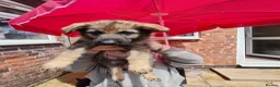 Mixed Breed dogs for sale: Beautiful German shepherd x northern Inuit puppies in Stoke-on-Trent - Advert 3