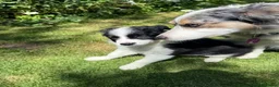 Border Collie dogs for sale: Litter of three striking Border Collie puppies  in Witney - Advert 29