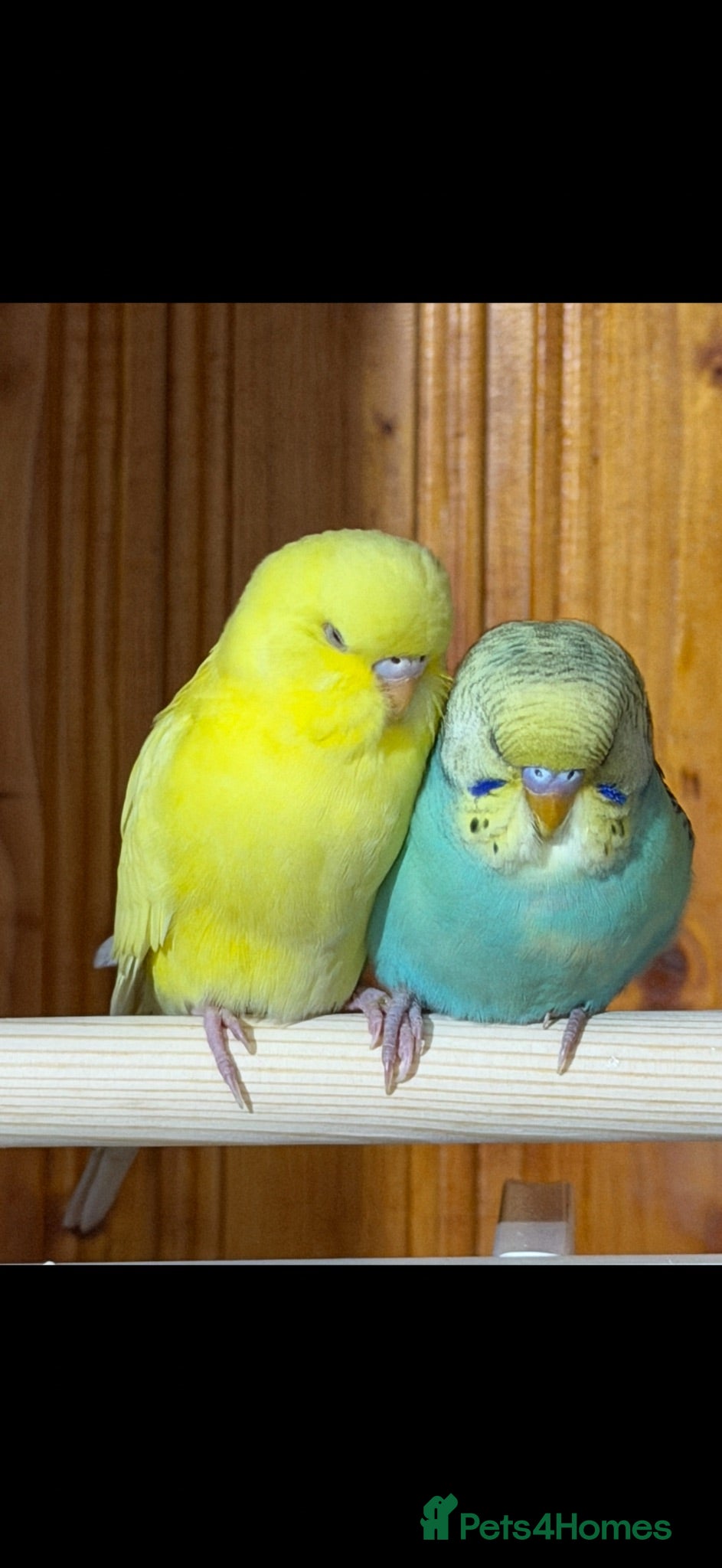 Budgerigars birds Two Budgies with Cage and Accessories - Advert 2