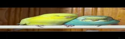 Budgerigars birds for sale: Two Budgies with Cage and Accessories in London - Advert 1