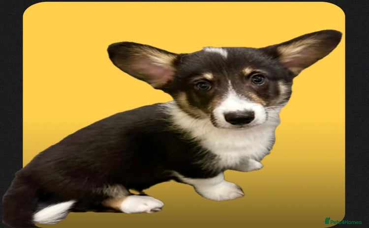 Welsh Corgi Pembroke dogs - Advert 1