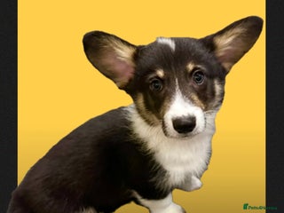 Welsh Corgi Pembroke dogs - Advert 4