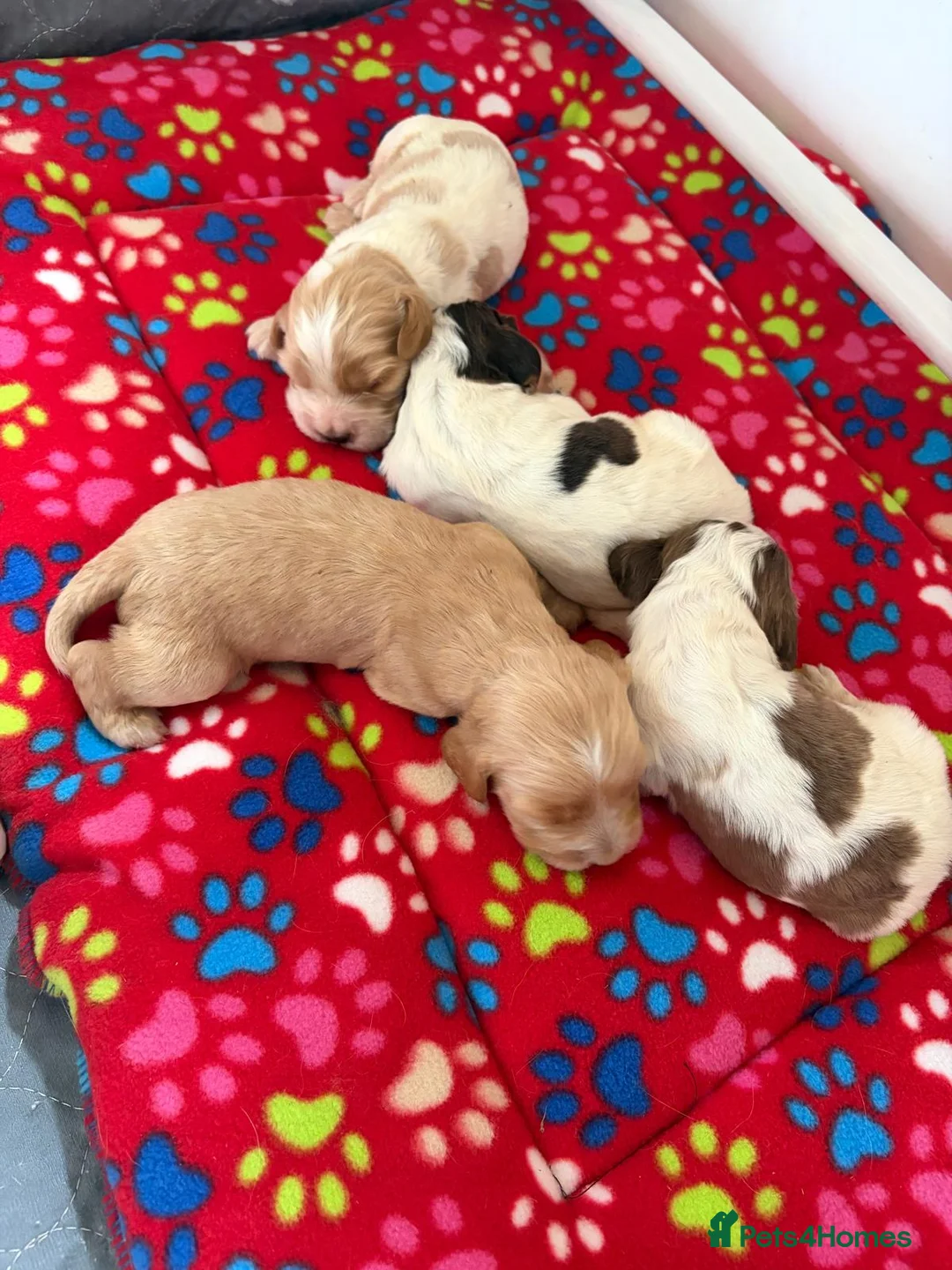 Cocker Spaniel dogs for sale: KC Show Cocker Spaniels - Advert 2