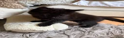Mixed Breed cats for sale: Last Available Kitten Looking for Forever Home - Advert 2