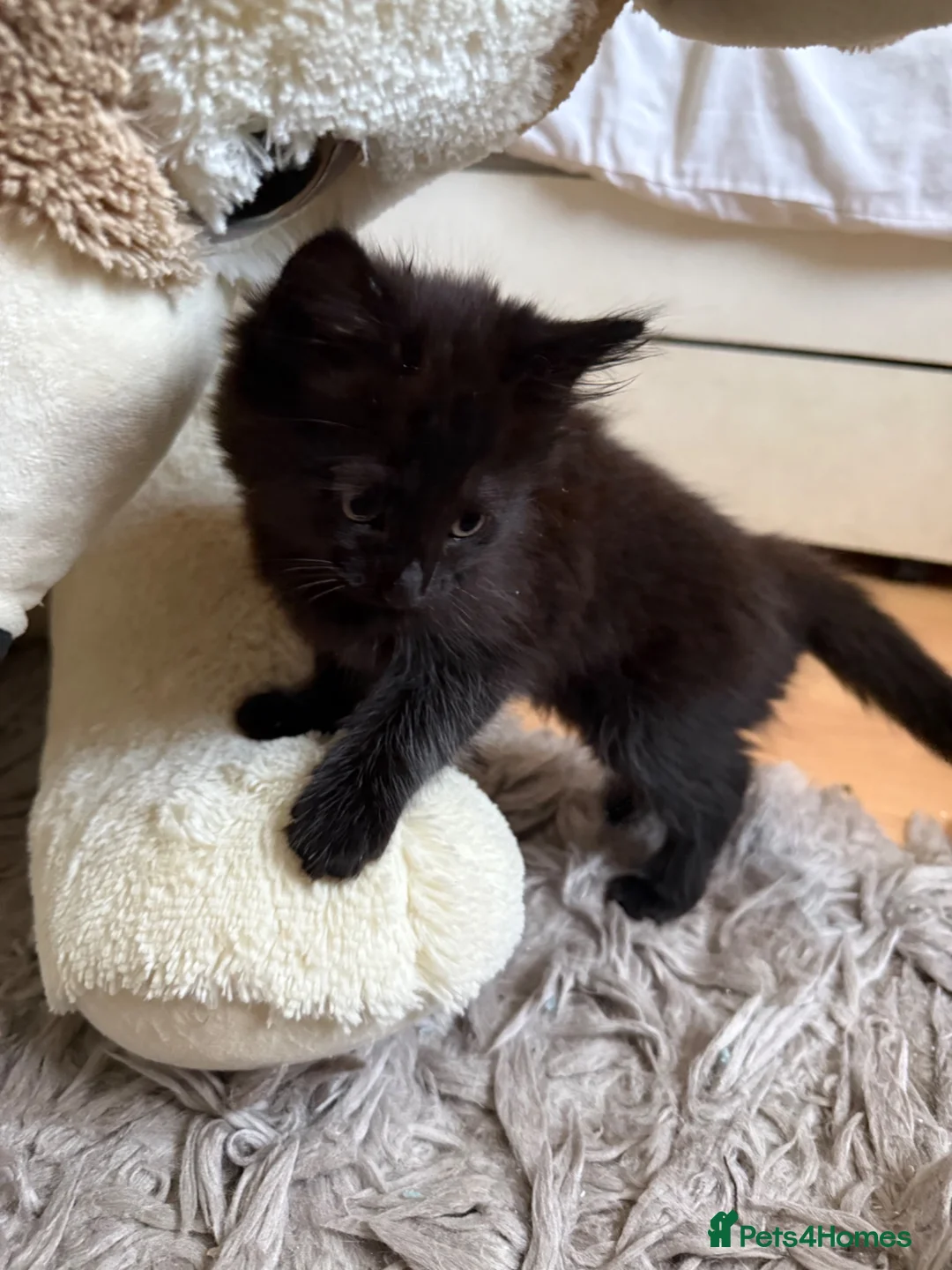 Mixed Breed cats for sale: Last Available Kitten Looking for Forever Home - Advert 2