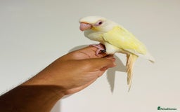 Conures birds for sale: Hand reared conures for sale - Image 23