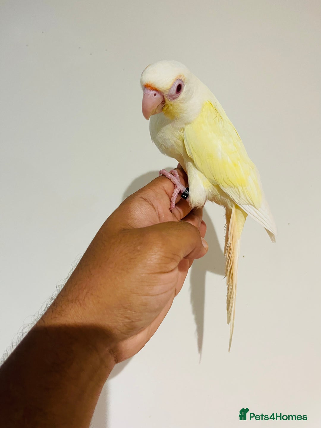 Conures birds for sale: Hand reared conures for sale - Image 23