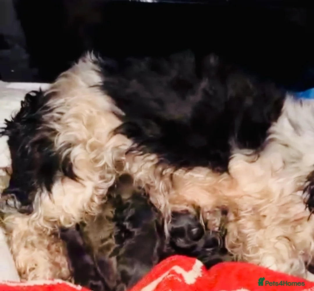 Shihpoo dogs for sale: Toy ShiPoo puppies,Very rare colours in Manchester - Advert 40