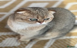 British Shorthair cats for sale: British rainbow shorthair kittens - Image 30