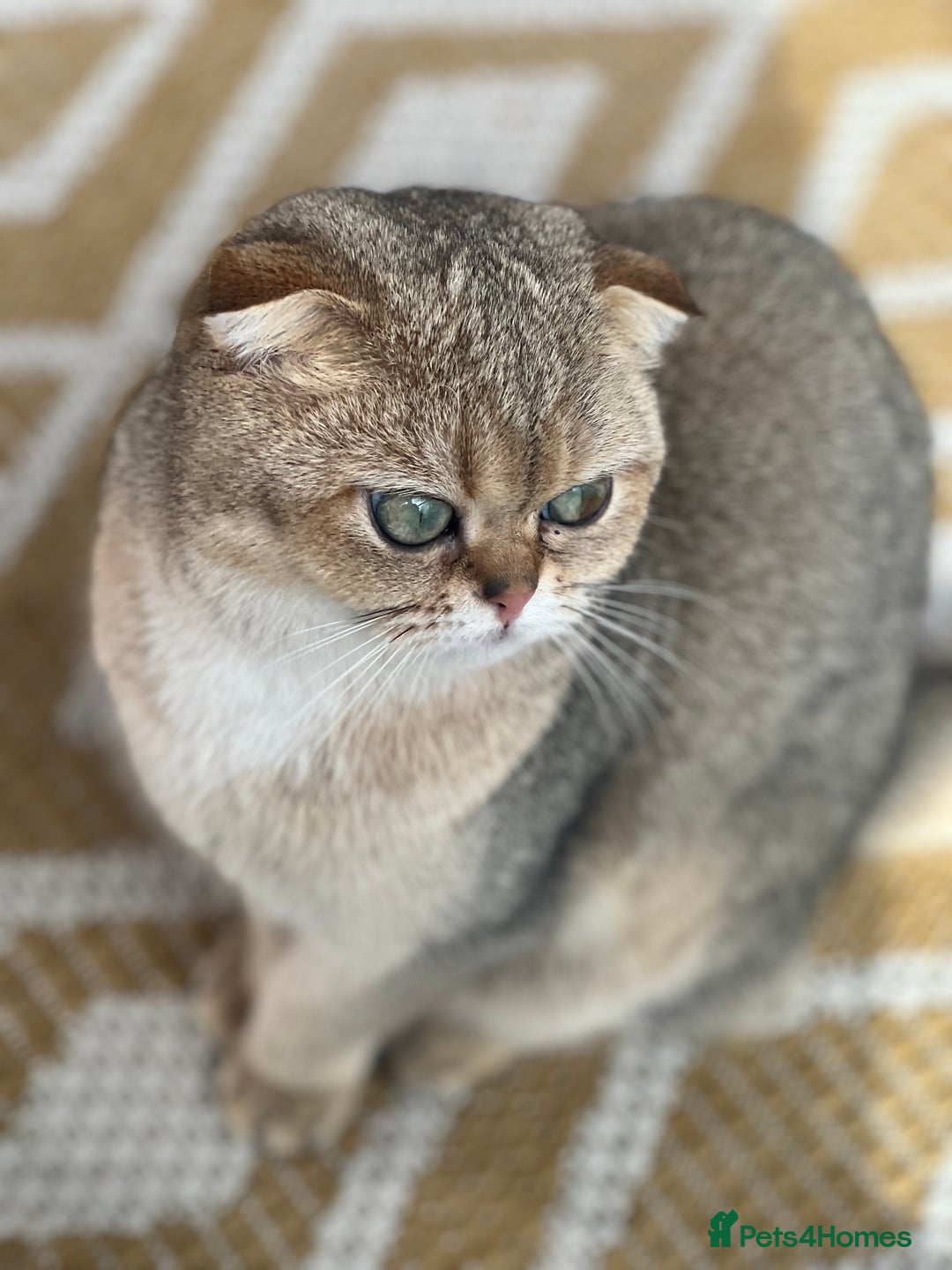 British Shorthair cats for sale: British rainbow shorthair kittens - Image 30