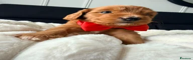 Red collar