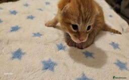 Mixed Breed cats for sale: 5 Bengal x Kittens–Glitter Coats,Beautiful Colours - Image 13