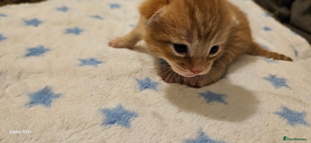 Mixed Breed cats for sale: 5 Bengal x Kittens–Glitter Coats,Beautiful Colours - Image 13