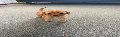 Cavapoo Puppy 2