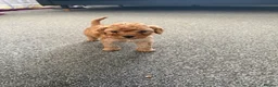 Cavapoo dogs for sale: Cavapoo - Advert 4