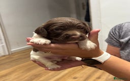 English Springer Spaniel dogs for sale: English springer spaniel puppies  - Image 5
