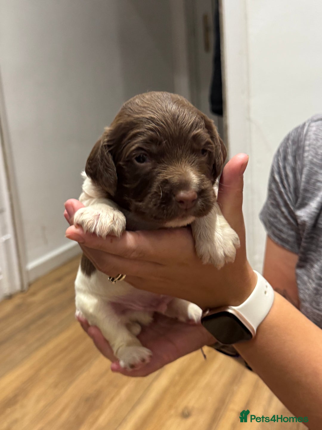 English Springer Spaniel dogs for sale: English springer spaniel puppies  - Image 5